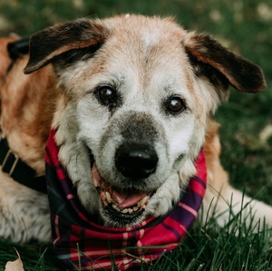 Fundraising Page: Marie Brooks